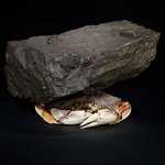 _Howsem Huang_2019_rock&crab.jpeg