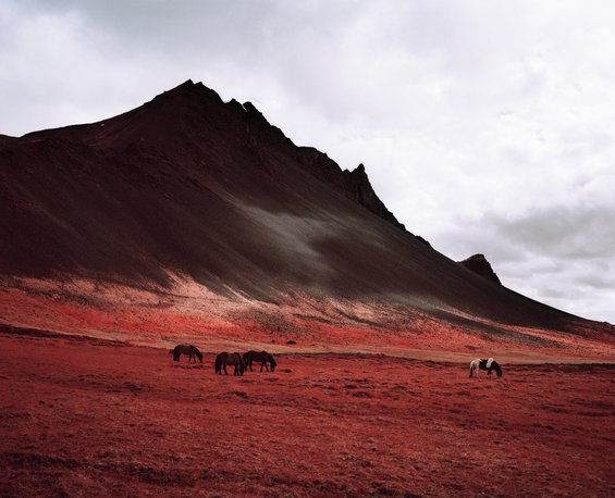Red field with Icelandic ponies against the backdrop of a rocky black mountain and cloudy sky.